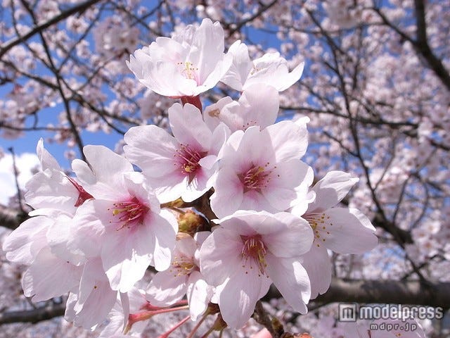 2015年の桜開花予想日が発表