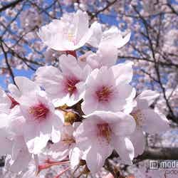 2015年の桜開花予想日が発表/photo by "KIUKO"【モデルプレス】