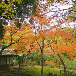 日本庭園（提供画像） 