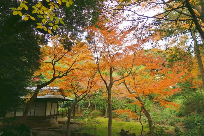 日本庭園（提供画像） 