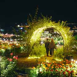 ライトアップの様子/提供画像