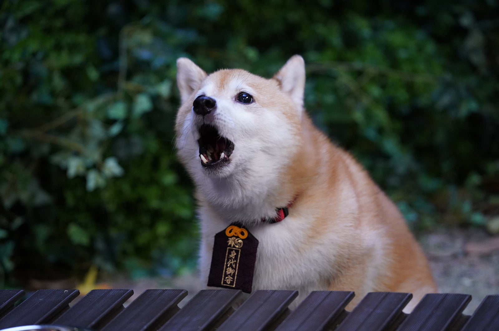 「ナンバMG5」第6話より（C）フジテレビ