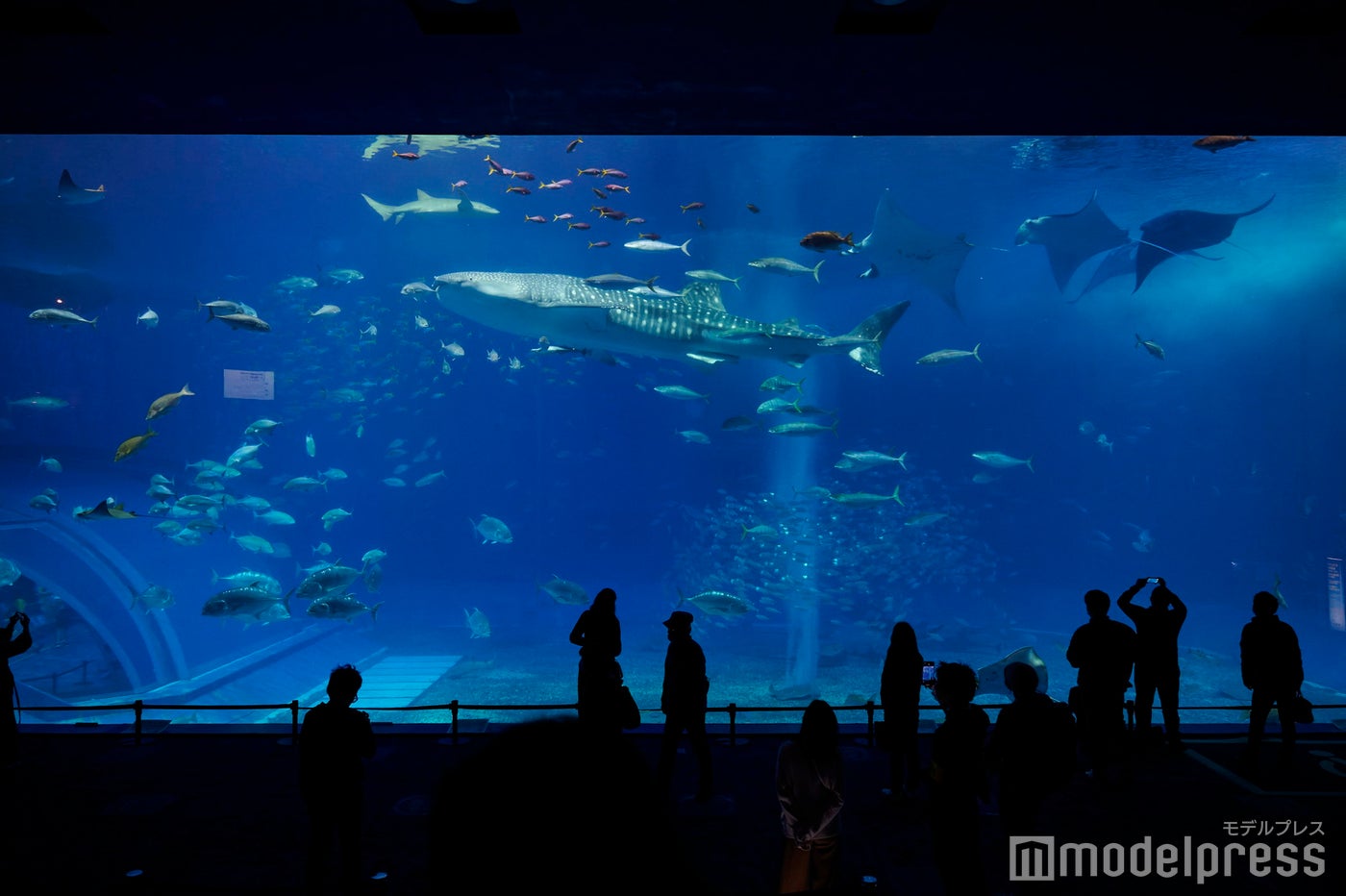 沖縄美ら海水族館（C）モデルプレス