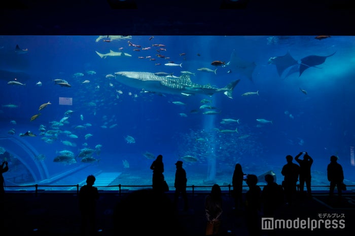 沖縄美ら海水族館（C）モデルプレス