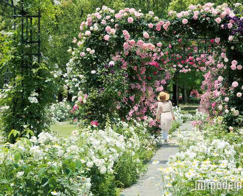 ロマンティックすぎ!ハウステンボスがアジア最大級・日本一のバラの街に