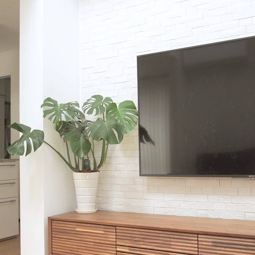 テレビ横におすすめの観葉植物まとめ 風水効果で運気アップを目指すレイアウト モデルプレス