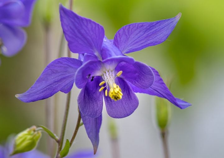 勝利 の花言葉を持つ花12選 頑張っている人へのプレゼントにもぴったり モデルプレス