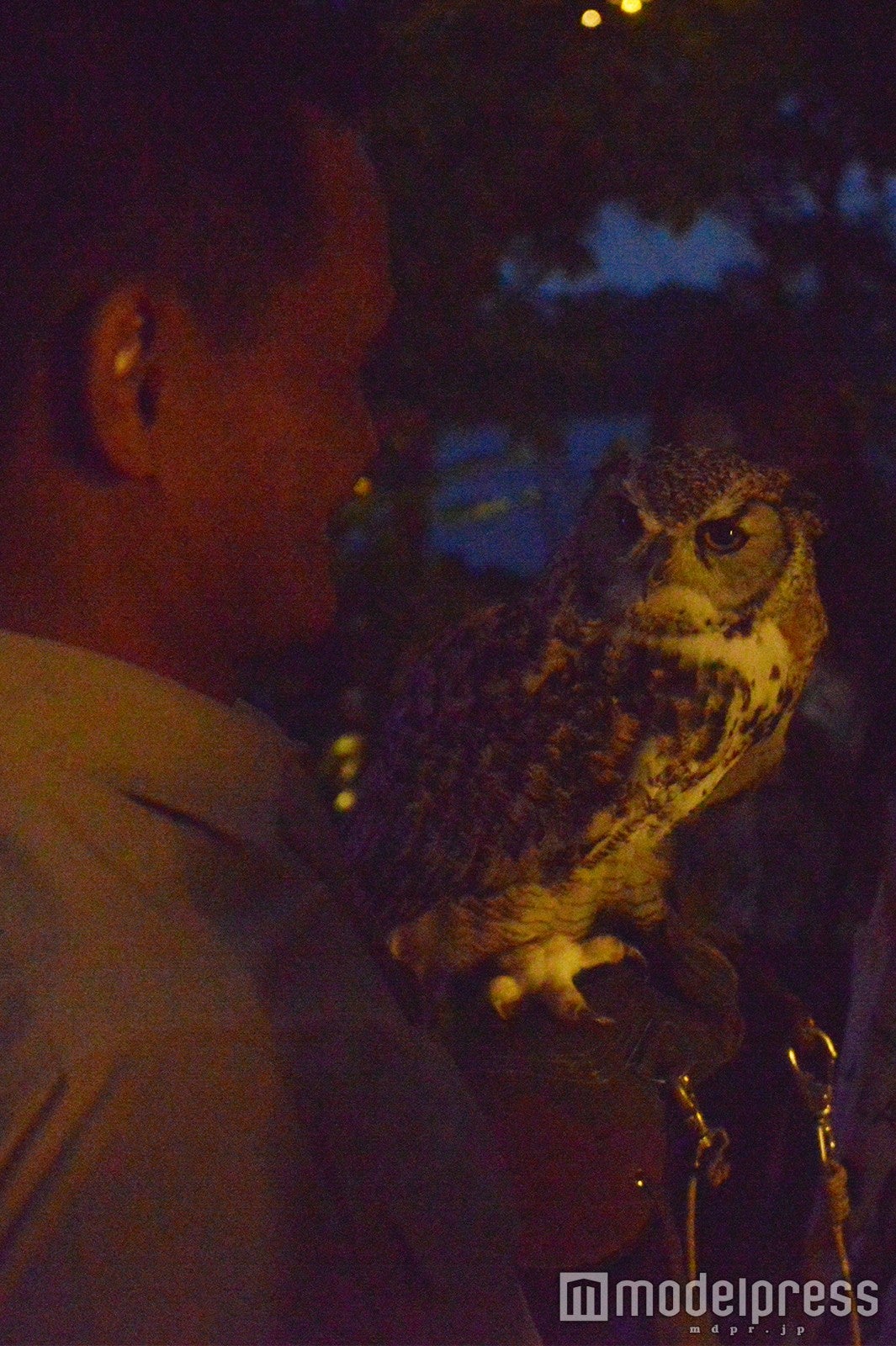 フクロウ （C）モデルプレス