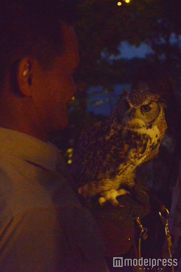 フクロウ (C)モデルプレス