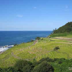 あぜのきらめきが行われる白米千枚田(提供写真)