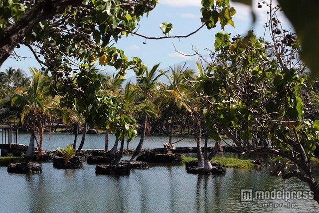 フィッシュポンドで育った魚が食べられるのは王族のみ／photo by troymckaskle