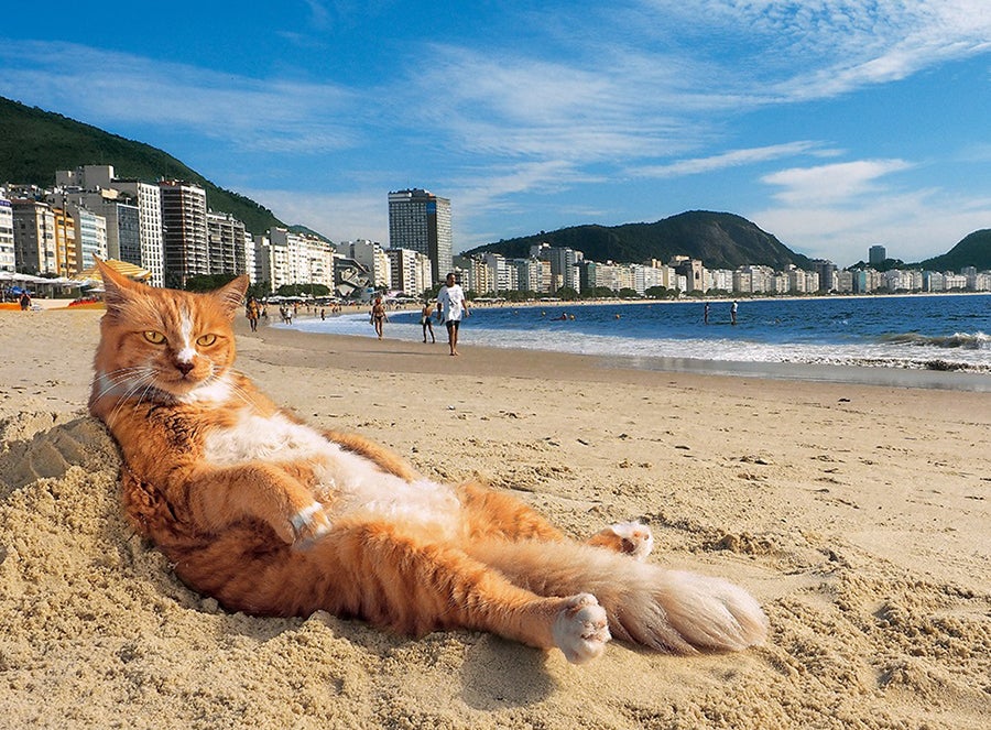 写真展「岩合光昭の世界ネコ歩き2」