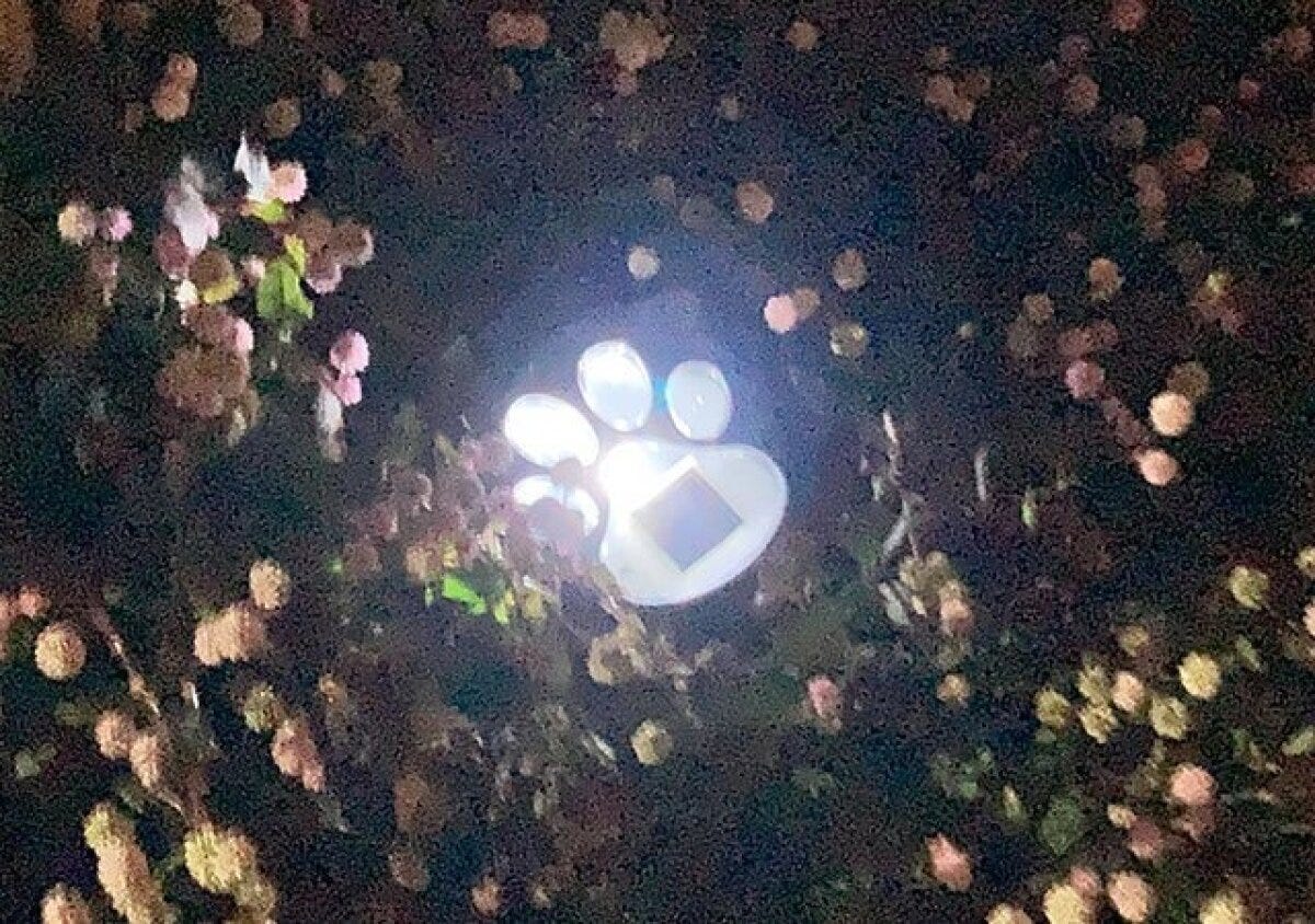 ダイソー ソーラーガーデンライト(ネコ型) 使用例 ダイソー ソーラーガーデンライト(ネコ型) 使用例