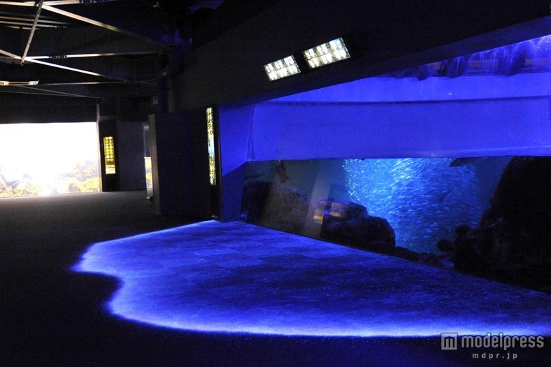 歩く度に光の波が寄せる「生命の波」