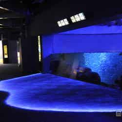 歩く度に光の波が寄せる「生命の波」