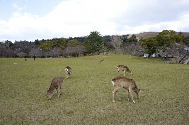 ゆったり奈良にぶらり旅。マストで行くべきな「春日野園地」とは