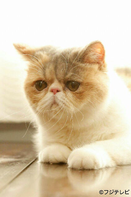 画像15 19 オトナ女子 愛猫 ちくわ ぶちゃかわで癒やされる 月9 5 9 キャストからも人気 モデルプレス