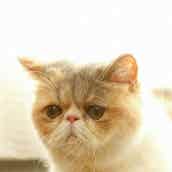 オトナ女子 愛猫 ちくわ ぶちゃかわで癒やされる 月9 5 9 キャストからも人気 モデルプレス オトナ女子 愛猫 ちくわ ぶちゃかわで癒やされる 月9 5 9 キャストからも人気 モデルプレス