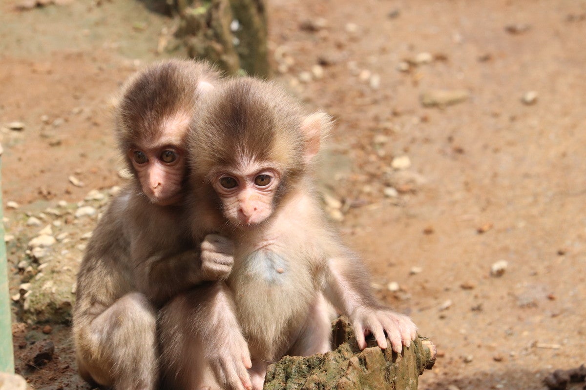 愛らしいニホンザルたちを間近で眺められる「高尾山さる園・野草園」（提供画像）