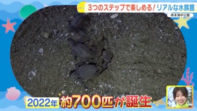 【和歌山】距離、ちかっ！大人も子どもも楽しめる「リアルな水族館」