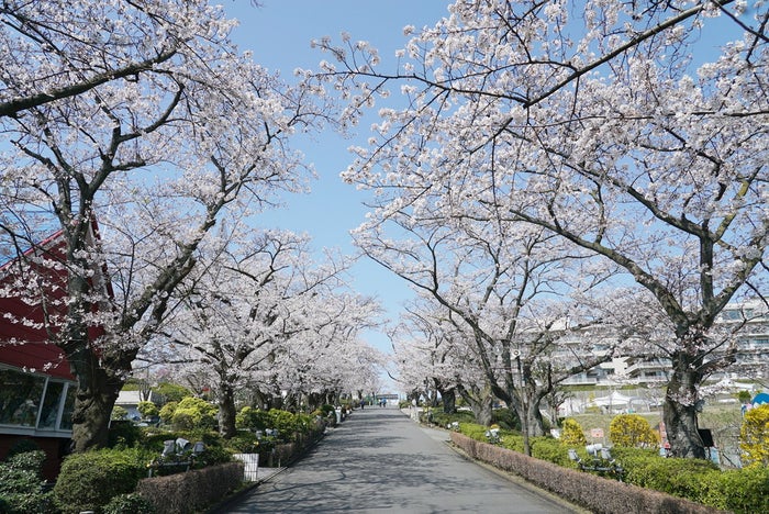 桜並木・一昨年の様子／画像提供：よみうりランド