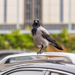 車についた鳥のフンをきれいに落とす方法