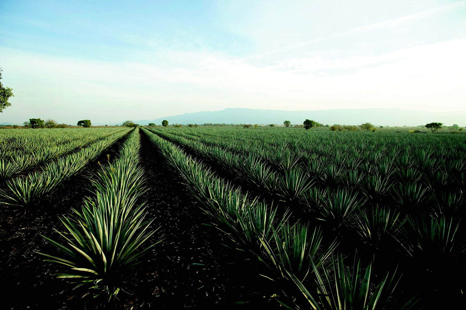 上質なブルーアガベから生まれた「サウザブルー」（提供写真）