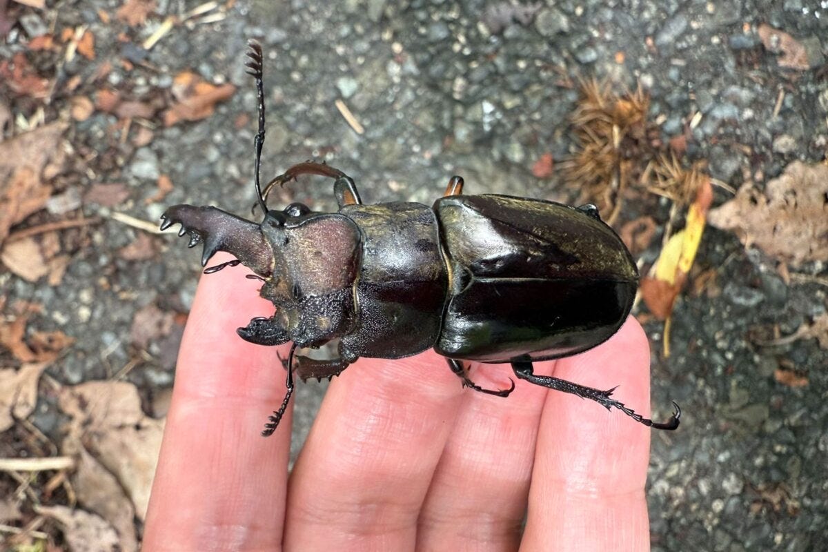 ミヤマクワガタの雌雄モザイク