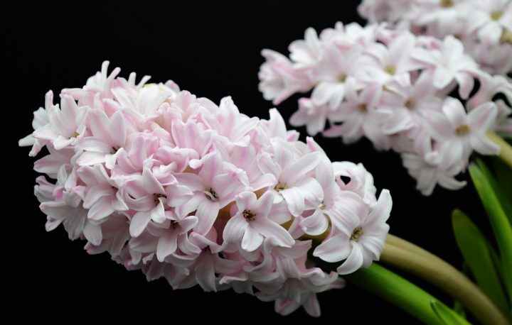 勝利 の花言葉を持つ花12選 頑張っている人へのプレゼントにもぴったり モデルプレス 勝利 の花言葉を持つ花12選 頑張っている人へのプレゼントにもぴったり モデルプレス