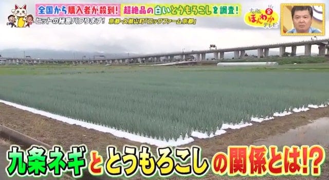 【京都・久御山町】全国から購入者が殺到!1日数千本も売れた「白いスイートコーン」とは?