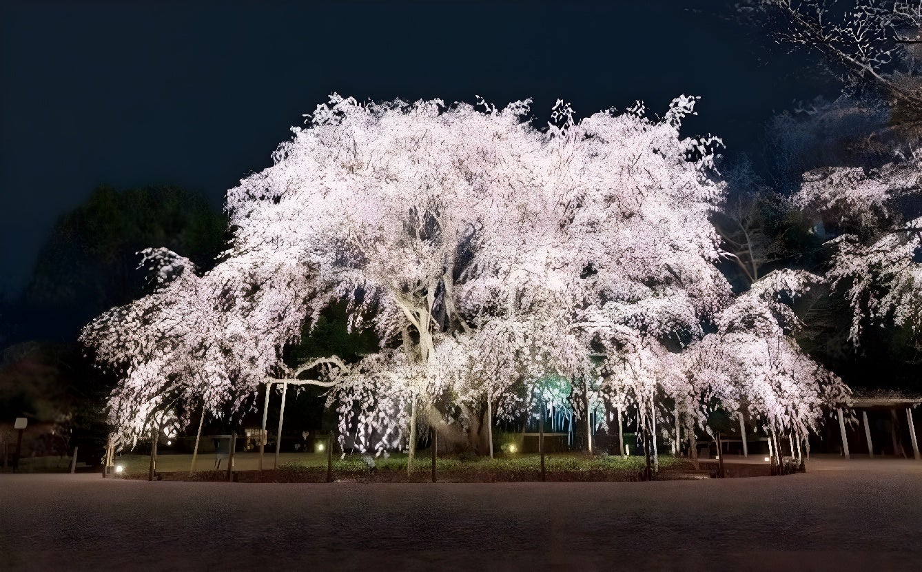 六義園で春の風物詩・夜間ライトアップ、3月22日から しだれ桜や和菓子堪能し風情ある時間を