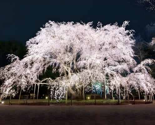 六義園で春の風物詩・夜間ライトアップ、3月22日から しだれ桜や和菓子堪能し風情ある時間を
