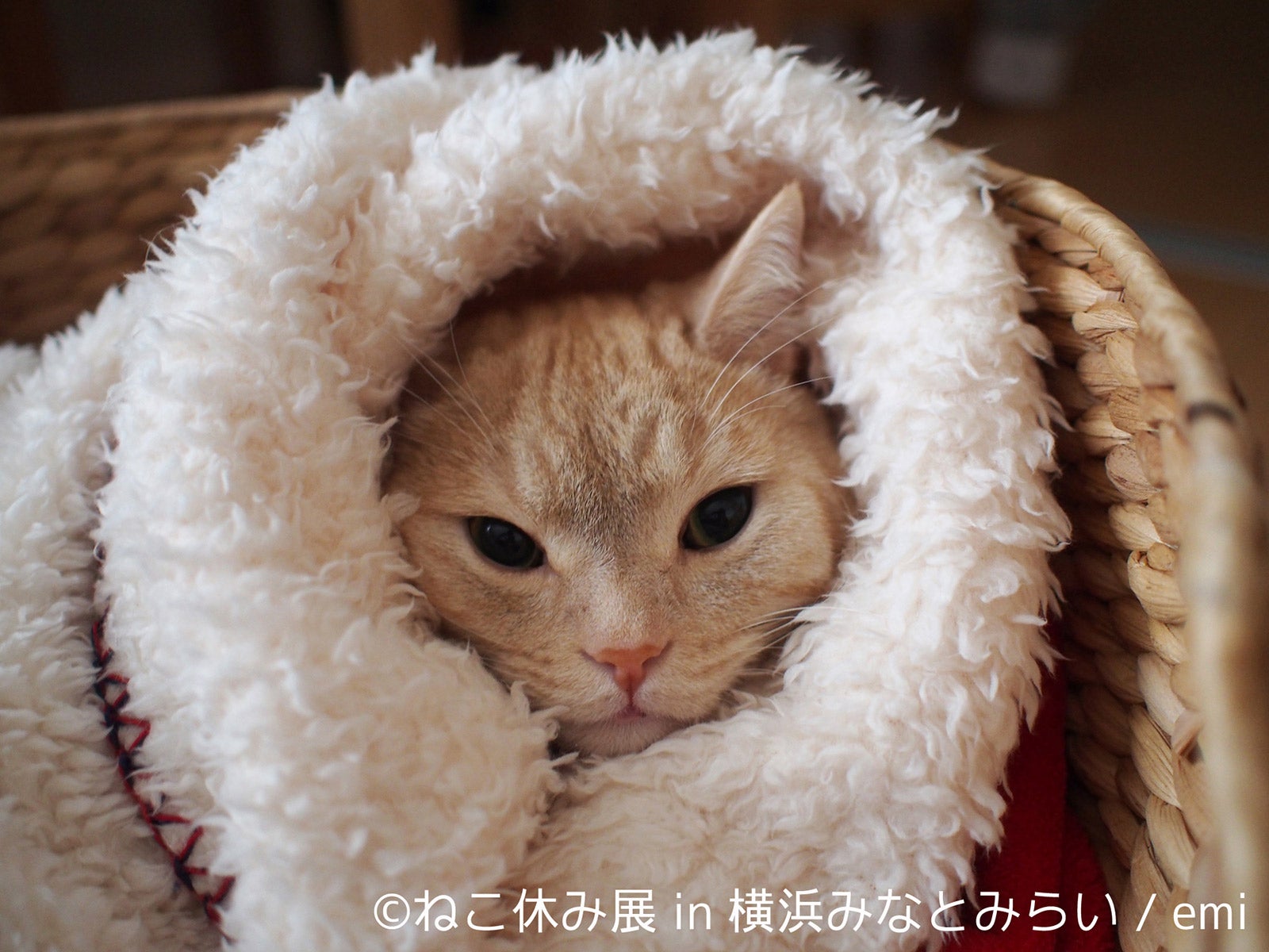 戌年でも“ねこまみれ”な写真展、作品300点超を展示　スター猫の巨大絵馬に願い事も／画像提供：株式会社BACON