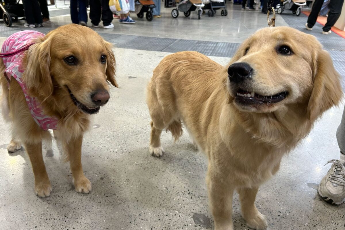 インターペット東京