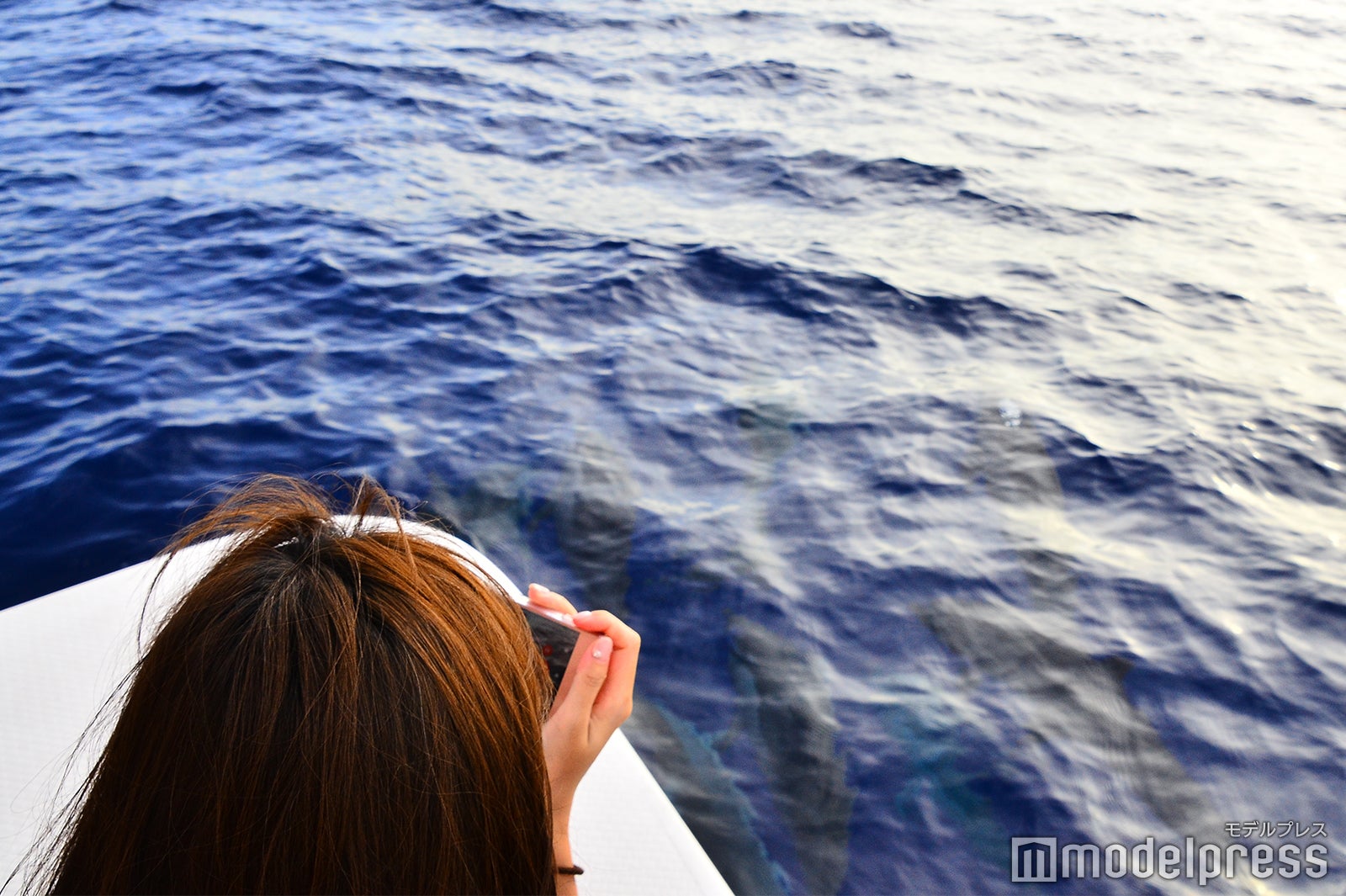 サンセットシャンパンクルーズ／すぐそばを並走するイルカの群れに興奮（C）モデルプレス