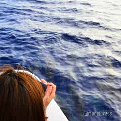 サンセットシャンパンクルーズ/すぐそばを並走するイルカの群れに興奮(C)モデルプレス