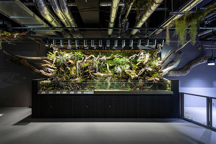 アトア／画像提供：アクアメント