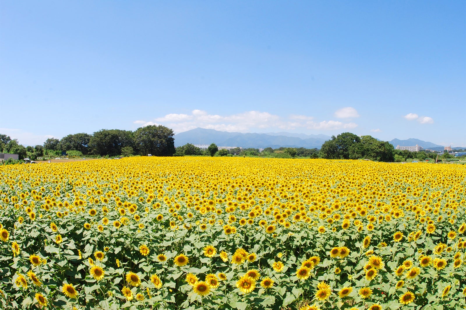 座間市／ひまわり畑／画像提供：座間市