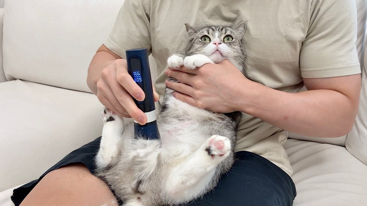 人生で初めて猫のお腹の毛をバリカンで剃ることに!果たして無事できるのか…