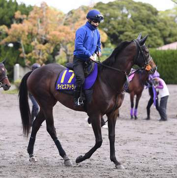 【日本ダービー】ライヒスアドラー＆フォルテアンジェロ＆ゴーイントゥスカイが坂路を登坂 上原佑師「3頭とも上向いている印象」