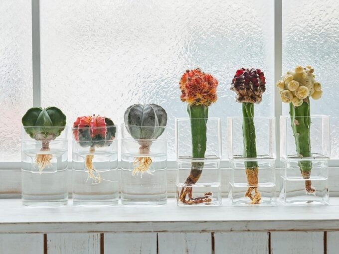 「おしゃれ」「涼しげ！」な部屋をグリーンで♡土不要、水だけで育つ観葉植物