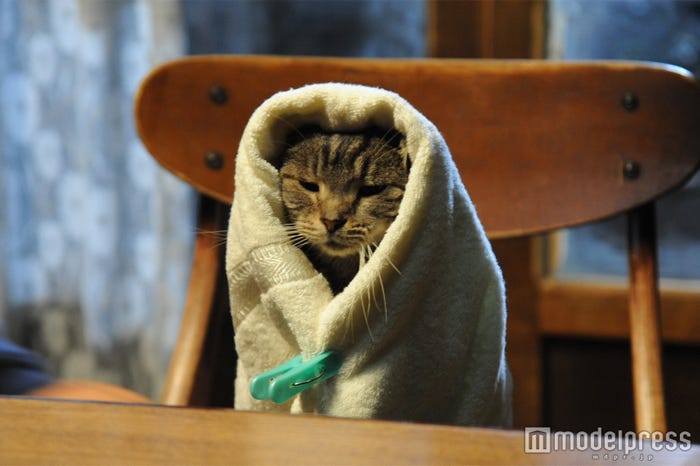 キャベツ(C)2016 映画『世界から猫が消えたなら』製作委員会