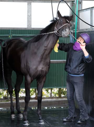 【東京新聞杯】トロヴァトーレ 好走のカギは折り合い 芝でも大丈夫！名手の手腕に託す 鹿戸師「乗り慣れたルメールさんだから」