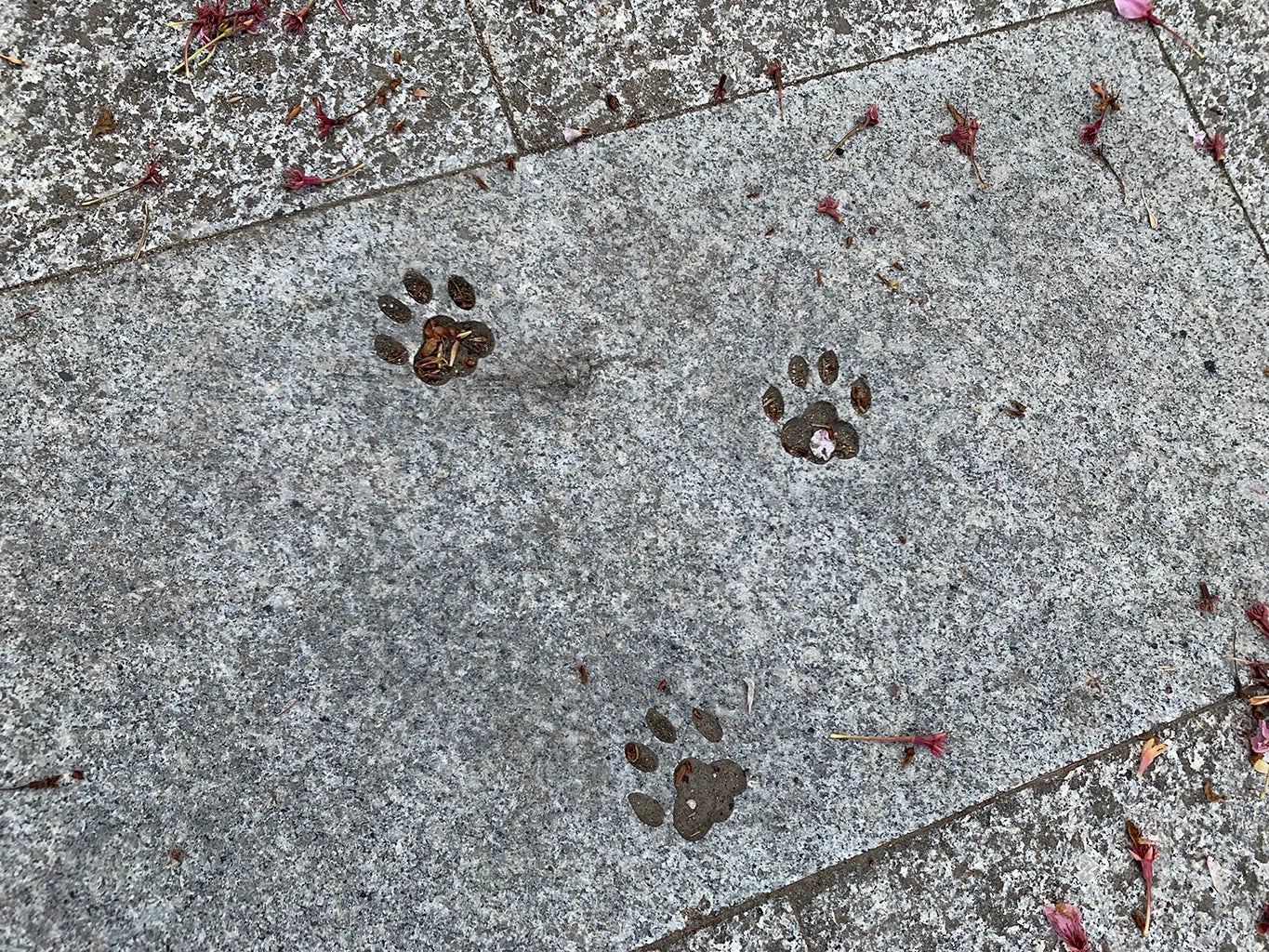 石畳には猫の足跡も。肉球まで愛らしい／提供写真