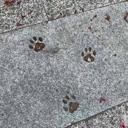石畳には猫の足跡も。肉球まで愛らしい／提供写真