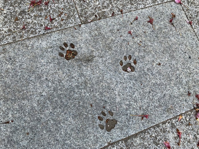 石畳には猫の足跡も。肉球まで愛らしい/提供写真