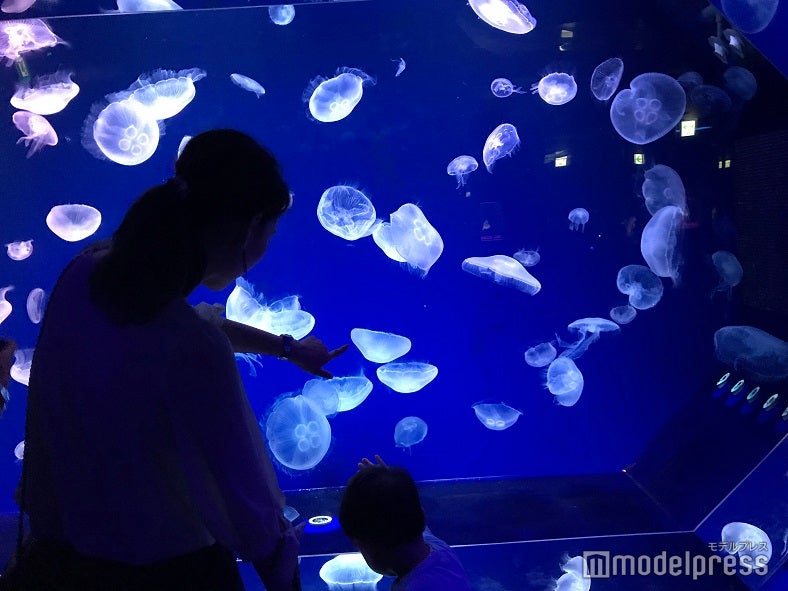 ゆらゆらと泳ぐクラゲたちとライトアップされた水槽が幻想的