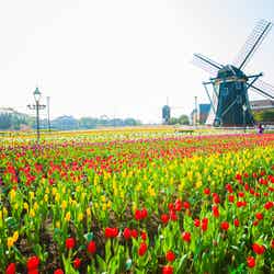 ハウステンボス、史上最大100万本超のチューリップが満開に/フラワーロード/画像提供:ハウステンボス