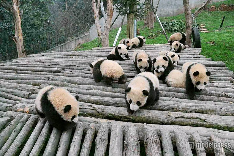中国・パンダ基地／画像提供：テレビ東京