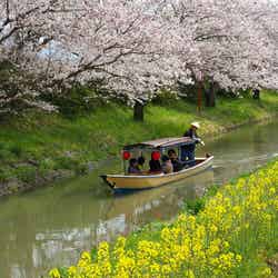近江八幡水郷めぐり/画像提供:公益社団法人びわこビジターズビューロー